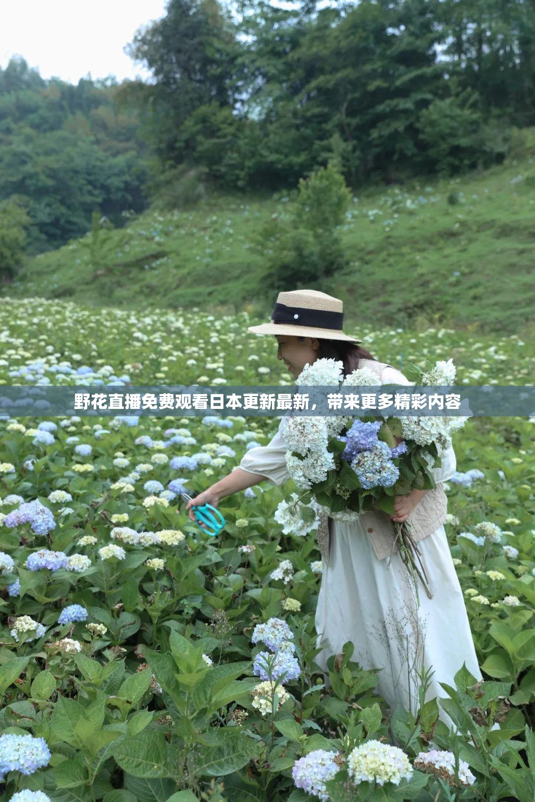 野花直播免费观看日本更新最新，带来更多精彩内容