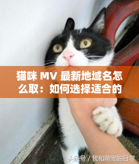 猫咪 MV 最新地域名怎么取：如何选择适合的地域名