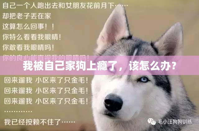 我被自己家狗上瘾了，该怎么办？