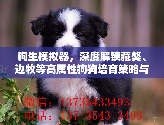 狗生模拟器，深度解锁藏獒、边牧等高属性狗狗培育策略与实践指南
