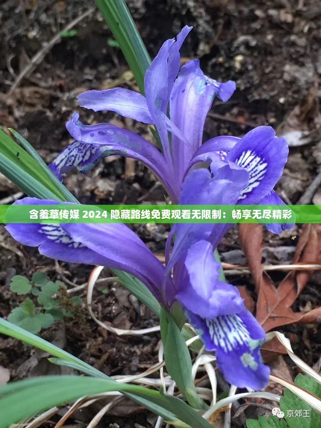 含羞草传媒 2024 隐藏路线免费观看无限制：畅享无尽精彩