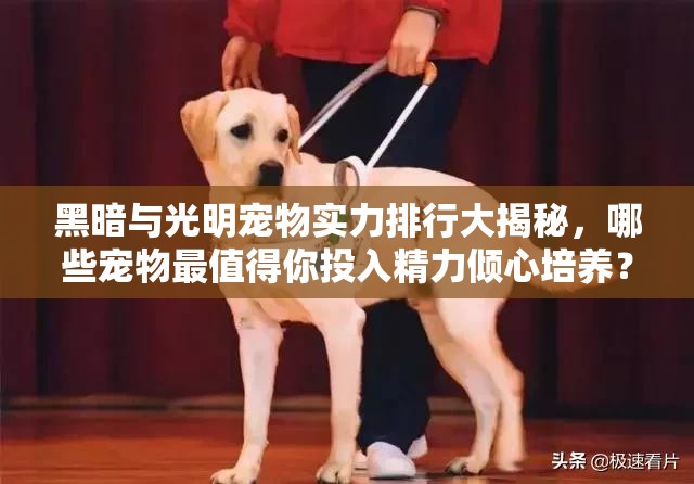 黑暗与光明宠物实力排行大揭秘，哪些宠物最值得你投入精力倾心培养？