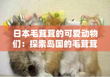 日本毛茸茸的可爱动物们：探索岛国的毛茸茸世界