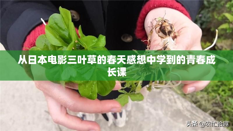 从日本电影三叶草的春天感想中学到的青春成长课