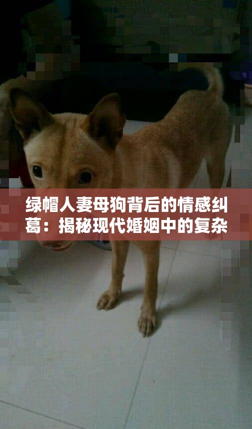 绿帽人妻母狗背后的情感纠葛：揭秘现代婚姻中的复杂关系与心理变化