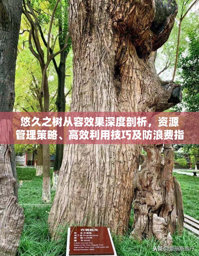 悠久之树从容效果深度剖析，资源管理策略、高效利用技巧及防浪费指南