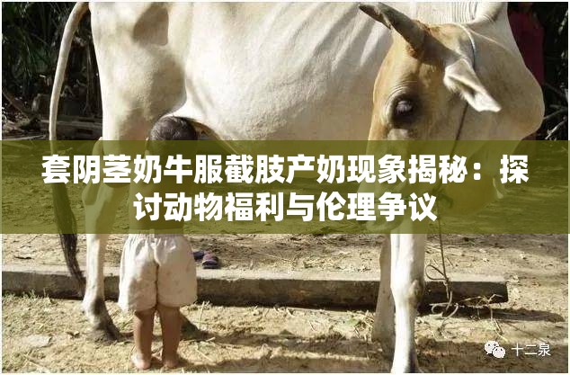 套阴茎奶牛服截肢产奶现象揭秘：探讨动物福利与伦理争议