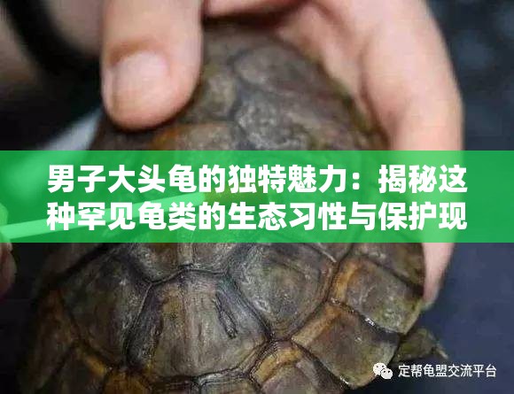 男子大头龟的独特魅力：揭秘这种罕见龟类的生态习性与保护现状