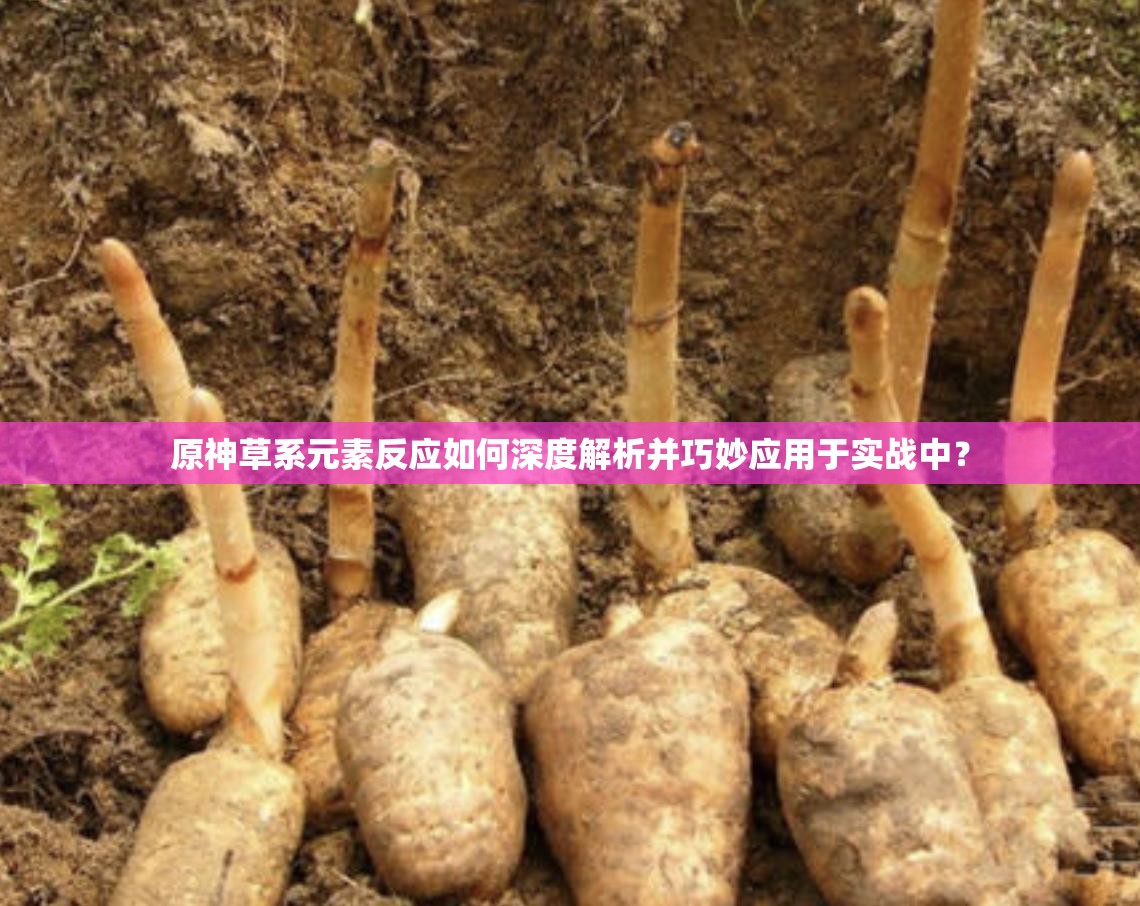 原神草系元素反应如何深度解析并巧妙应用于实战中？