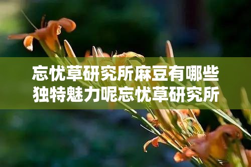 忘忧草研究所麻豆有哪些独特魅力呢忘忧草研究所麻豆的精彩表现如何展现关于忘忧草研究所麻豆你想知道什么呢