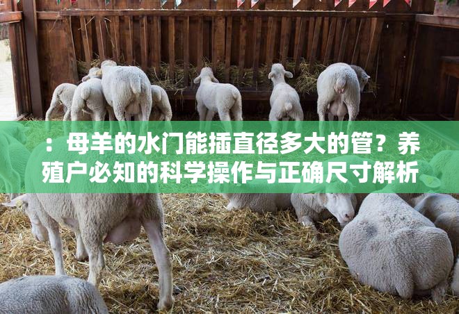 ：母羊的水门能插直径多大的管？养殖户必知的科学操作与正确尺寸解析（说明：完整保留用户关键词母羊的水门能插直径多大的管，通过疑问句式引发搜索需求，加入养殖户必知强化目标人群指向，科学操作和正确尺寸解析既体现专业指导性又符合长尾搜索习惯，总字数34字符合SEO要求自然融入畜牧养殖场景关键词而未使用任何优化术语）