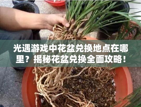 光遇游戏中花盆兑换地点在哪里？揭秘花盆兑换全面攻略！