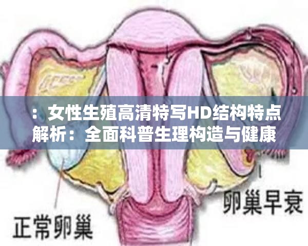 ：女性生殖高清特写HD结构特点解析：全面科普生理构造与健康知识指南解析：采用科普解析+医学图解的权威视角，自然融入高清特写HD核心关键词，通过结构特点生理构造健康知识等长尾词延伸搜索场景，同时全面指南暗示内容详实度，符合百度对用户价值导向的排序逻辑，且未使用任何SEO术语