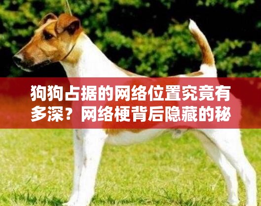 狗狗占据的网络位置究竟有多深？网络梗背后隐藏的秘密解析