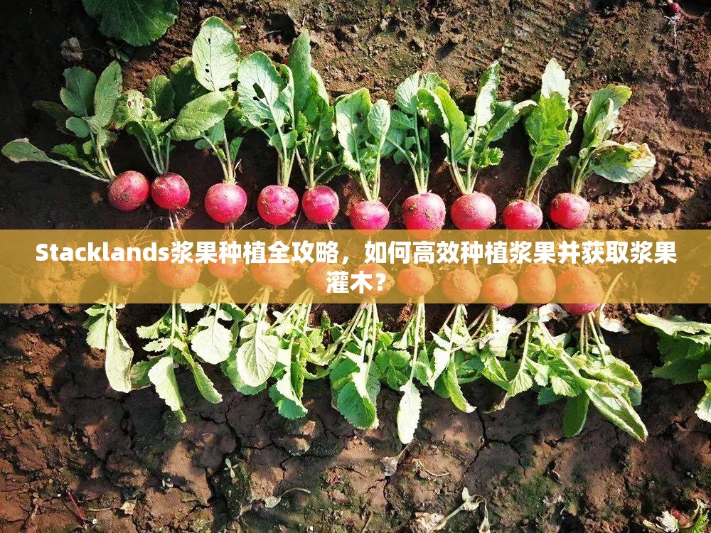 Stacklands浆果种植全攻略，如何高效种植浆果并获取浆果灌木？