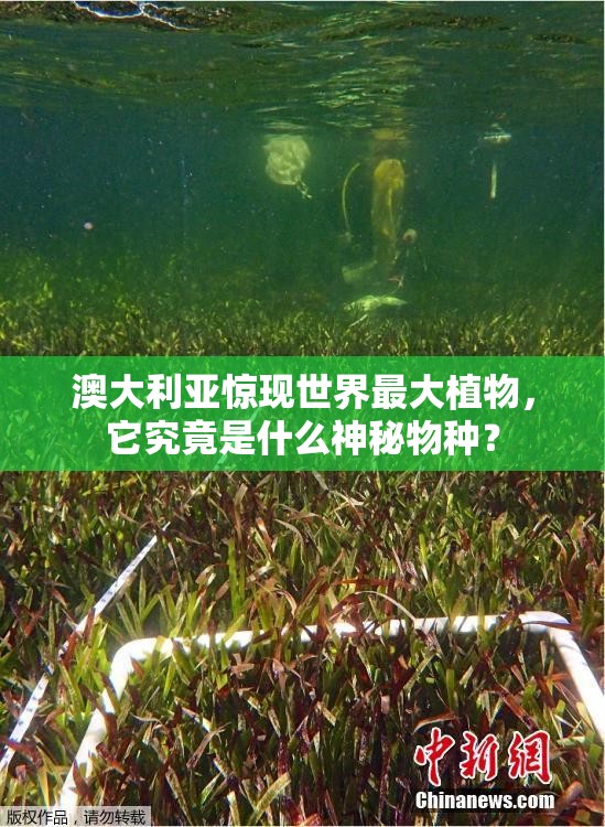 澳大利亚惊现世界最大植物，它究竟是什么神秘物种？