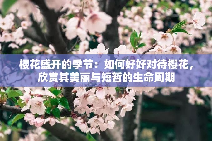 樱花盛开的季节：如何好好对待樱花，欣赏其美丽与短暂的生命周期