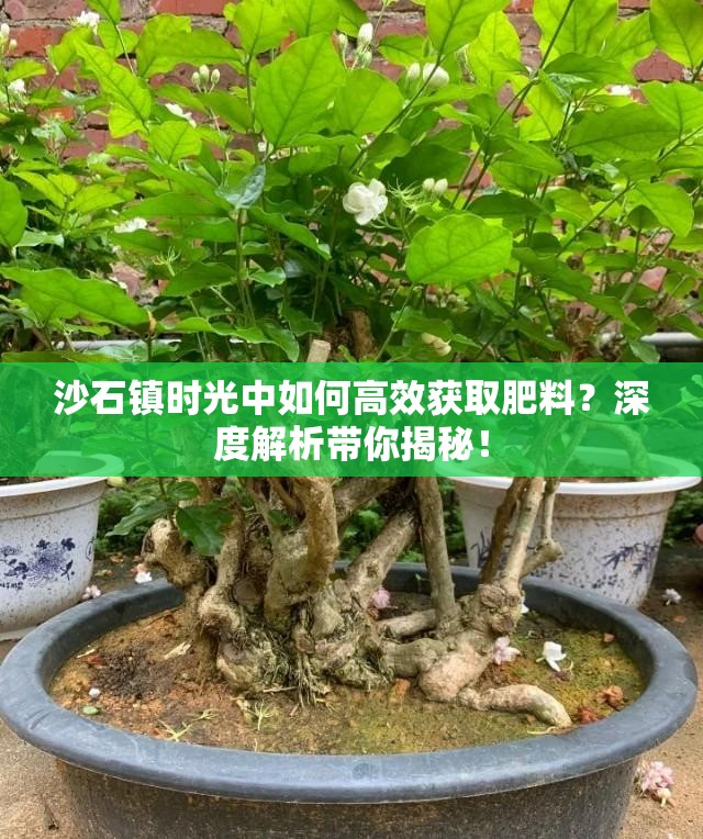 沙石镇时光中如何高效获取肥料？深度解析带你揭秘！