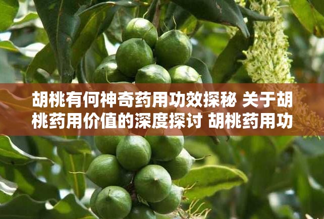 胡桃有何神奇药用功效探秘 关于胡桃药用价值的深度探讨 胡桃药用功效究竟如何全面解析