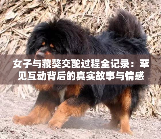 女子与藏獒交酡过程全记录：罕见互动背后的真实故事与情感交流