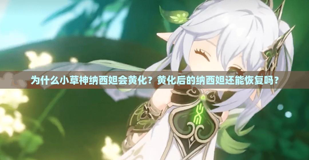 为什么小草神纳西妲会黄化？黄化后的纳西妲还能恢复吗？