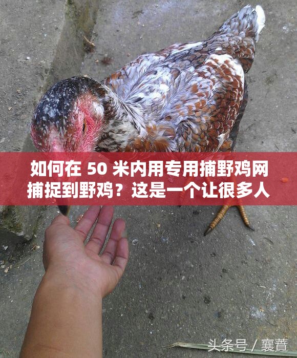 如何在 50 米内用专用捕野鸡网捕捉到野鸡？这是一个让很多人都感到好奇的问题