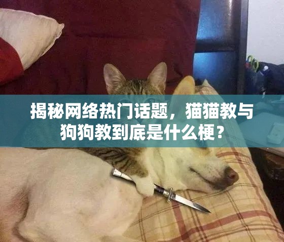 揭秘网络热门话题，猫猫教与狗狗教到底是什么梗？
