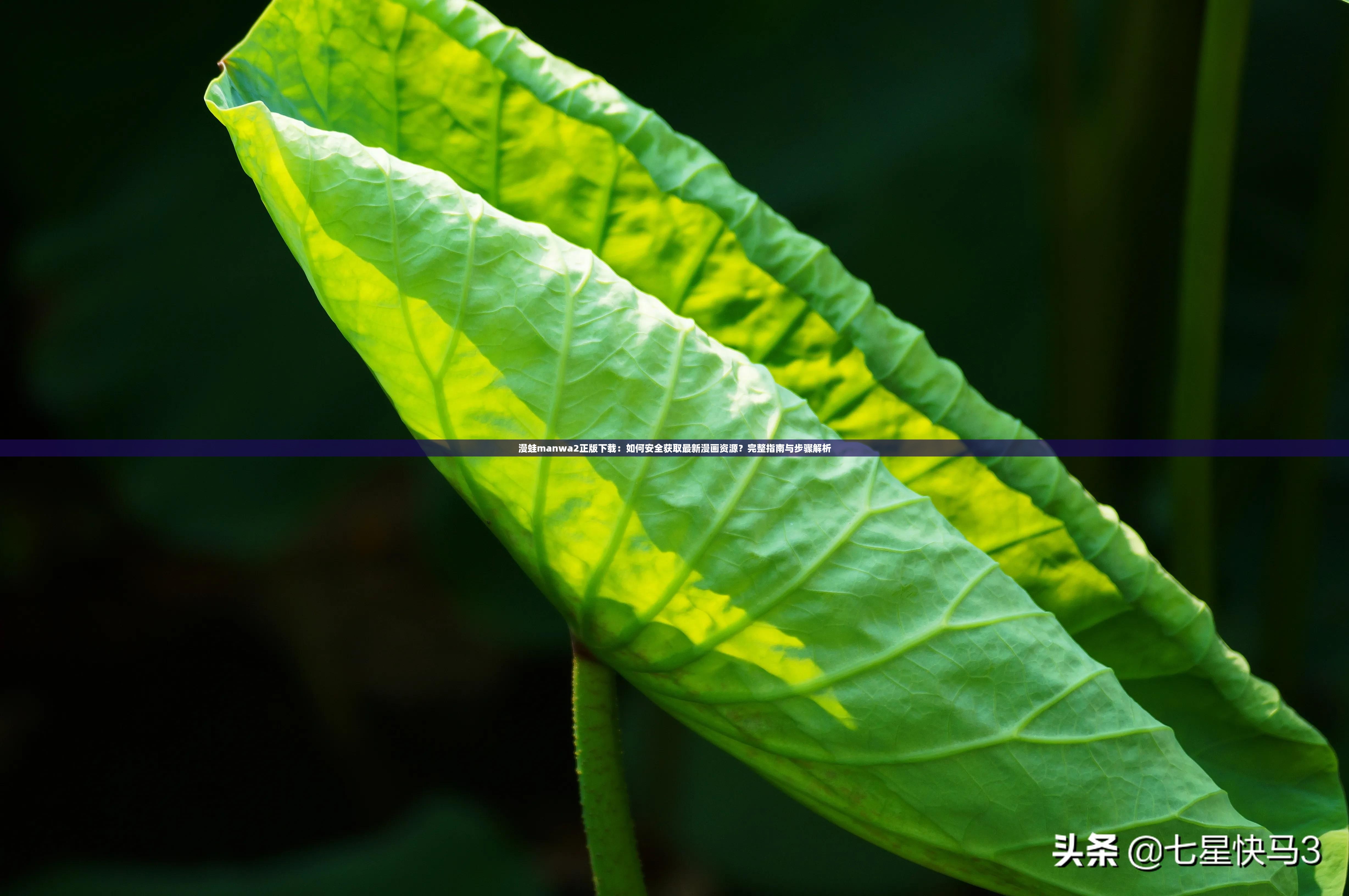 漫蛙manwa2正版下载：如何安全获取最新漫画资源？完整指南与步骤解析