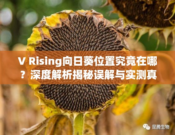 V Rising向日葵位置究竟在哪？深度解析揭秘误解与实测真相