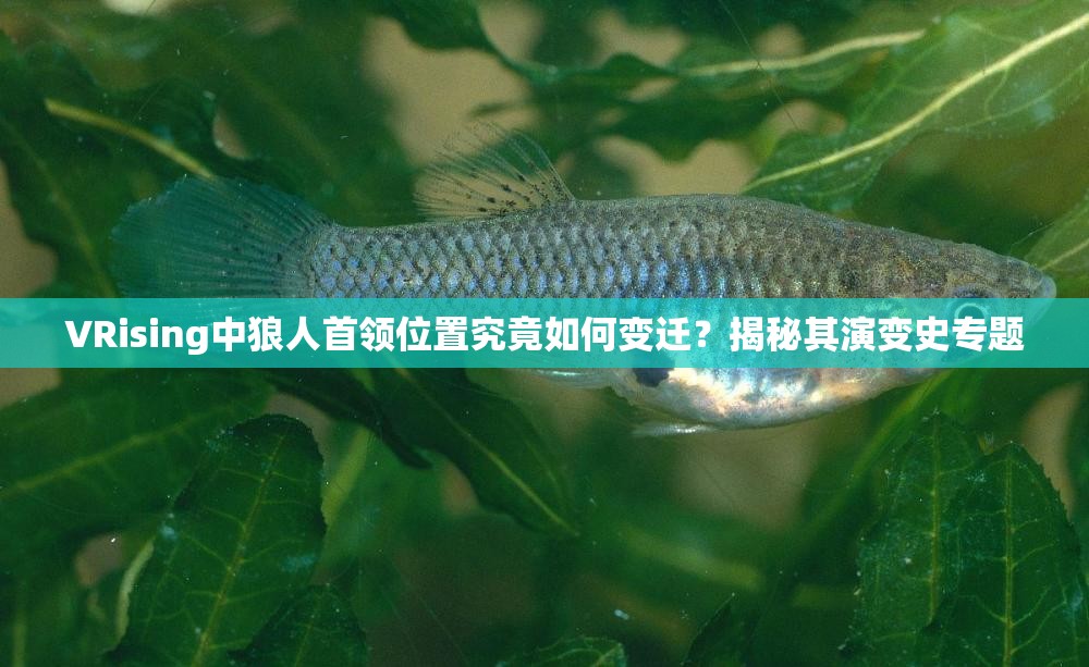 VRising中狼人首领位置究竟如何变迁？揭秘其演变史专题