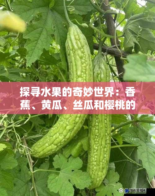 探寻水果的奇妙世界：香蕉、黄瓜、丝瓜和樱桃的惊人秘密