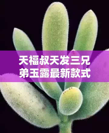 天福叔天发三兄弟玉露最新款式有哪些独特亮点呢天福叔天发三兄弟玉露新款展现怎样新奇风格与魅力天福叔天发三兄弟玉露最新款式蕴含怎样的创新设计与特色