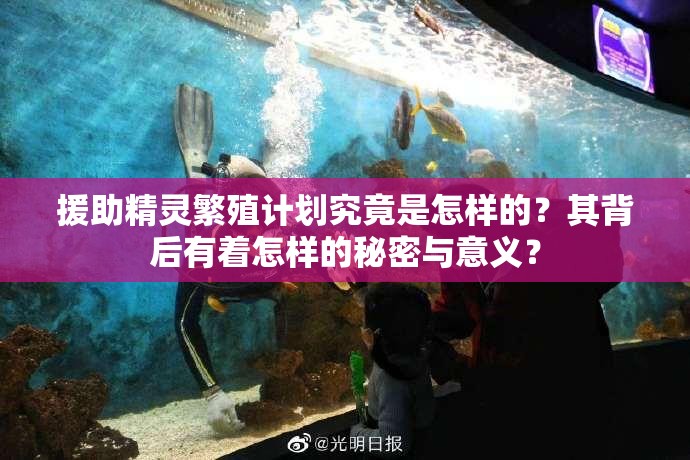 援助精灵繁殖计划究竟是怎样的？其背后有着怎样的秘密与意义？