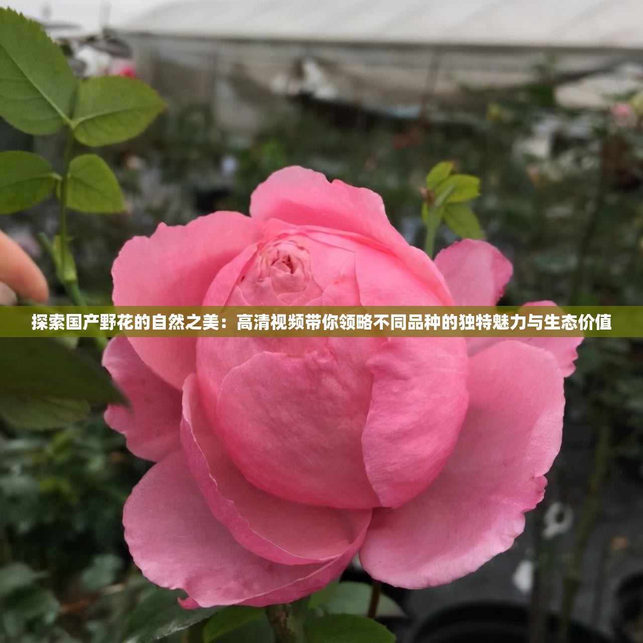 探索国产野花的自然之美：高清视频带你领略不同品种的独特魅力与生态价值