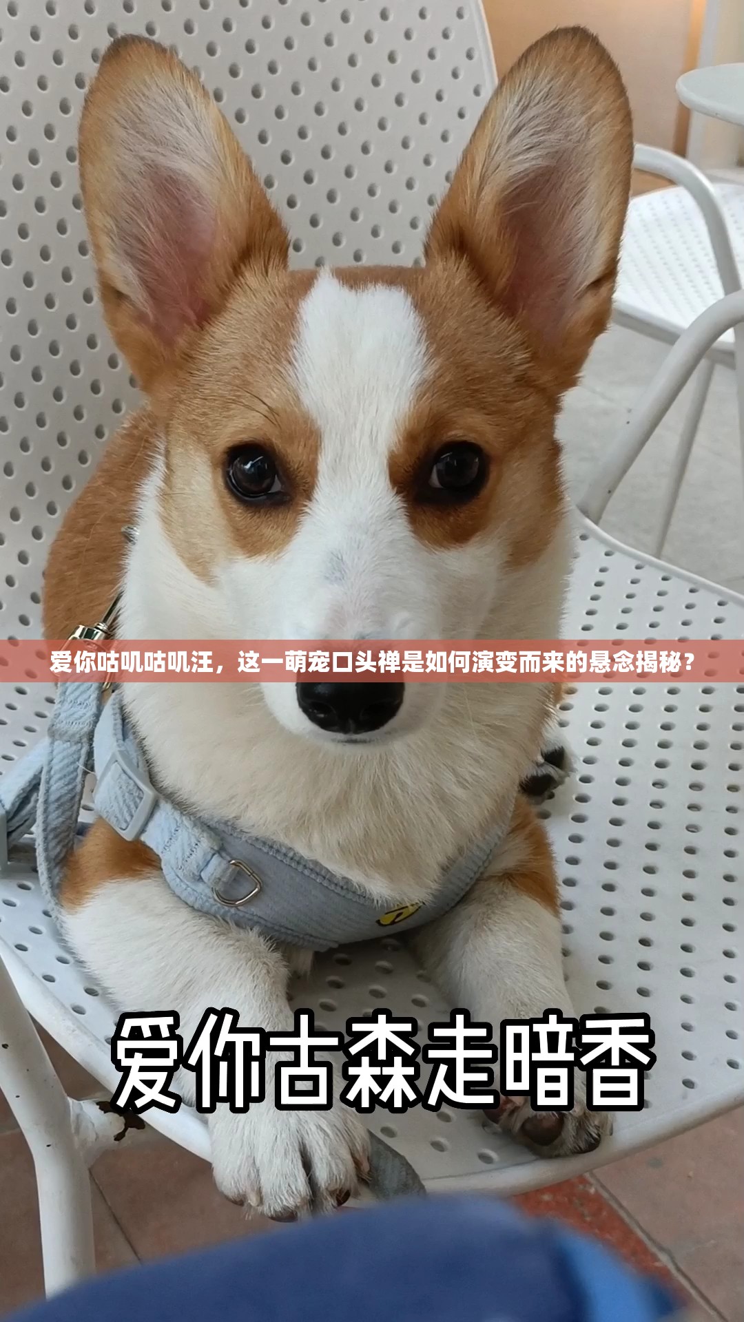 爱你咕叽咕叽汪，这一萌宠口头禅是如何演变而来的悬念揭秘？