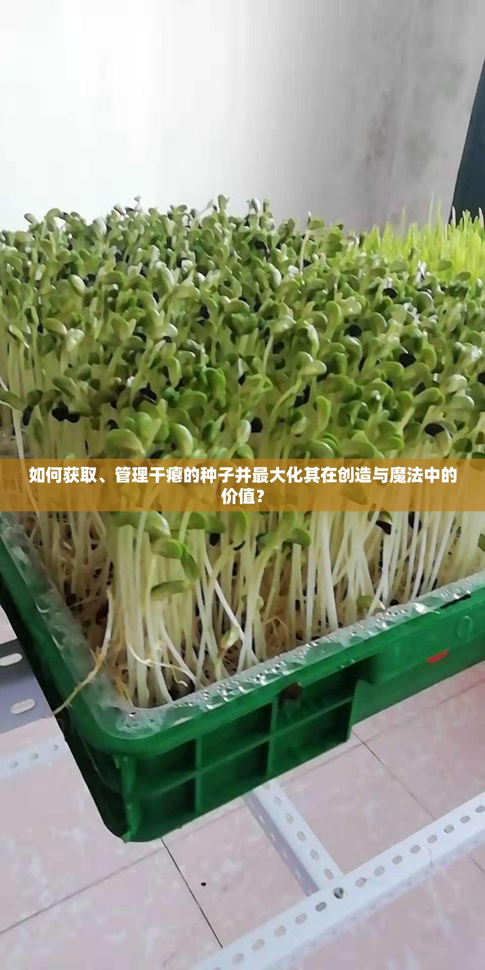 如何获取、管理干瘪的种子并最大化其在创造与魔法中的价值？