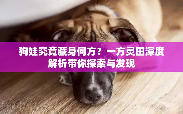 狗娃究竟藏身何方？一方灵田深度解析带你探索与发现