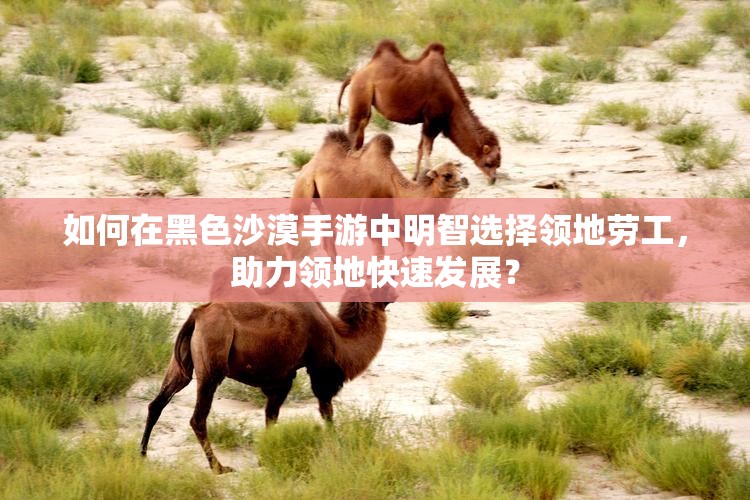 如何在黑色沙漠手游中明智选择领地劳工，助力领地快速发展？
