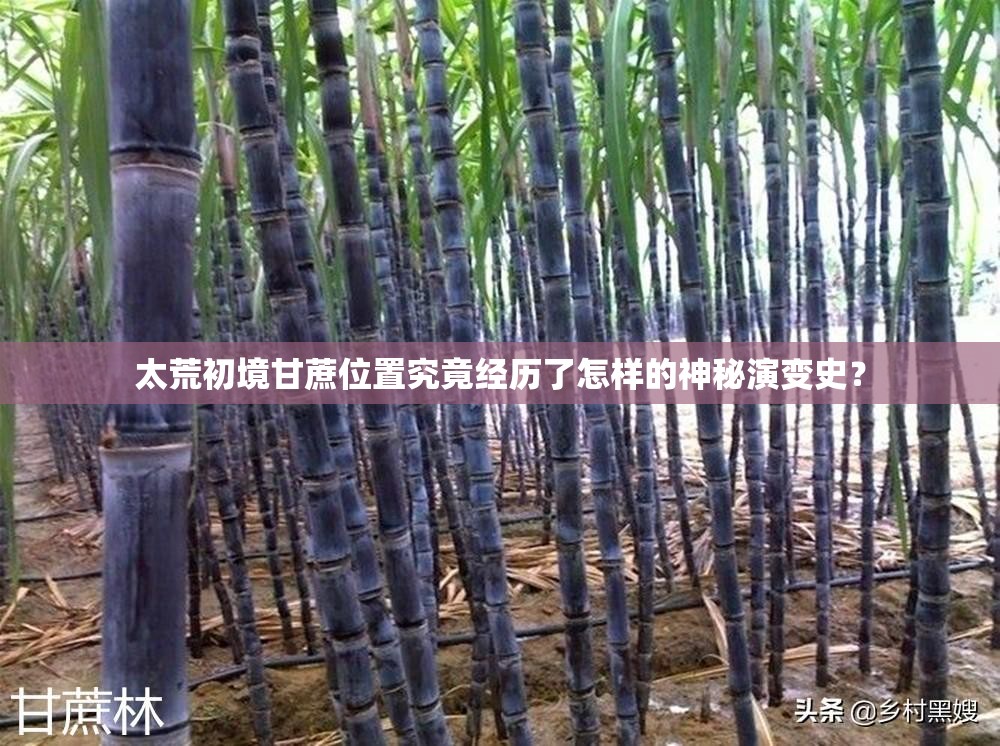 太荒初境甘蔗位置究竟经历了怎样的神秘演变史？