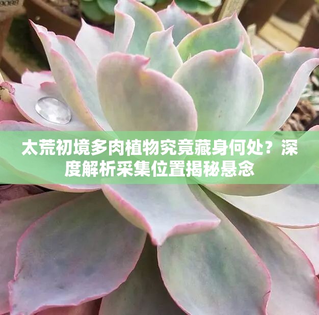 太荒初境多肉植物究竟藏身何处？深度解析采集位置揭秘悬念