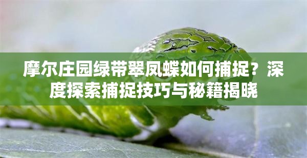 摩尔庄园绿带翠凤蝶如何捕捉？深度探索捕捉技巧与秘籍揭晓