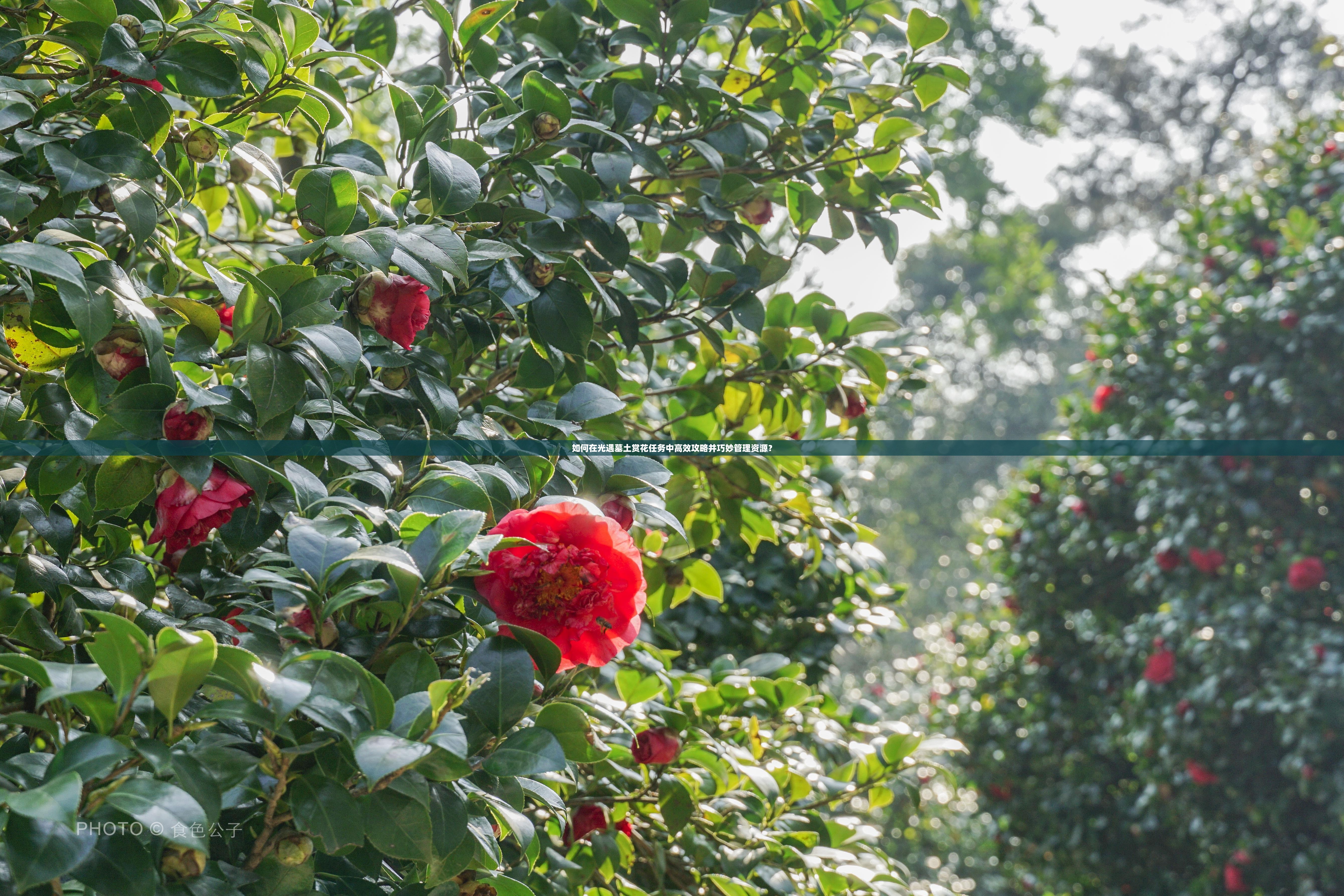 如何在光遇墓土赏花任务中高效攻略并巧妙管理资源？